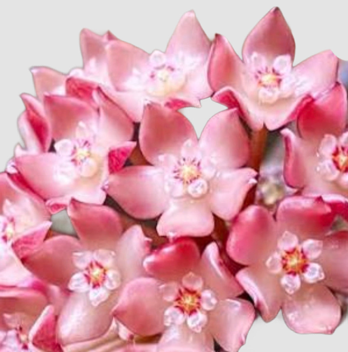 Hoya Sarawak with clusters of pink flowers featuring layered petals and small yellow-orange centers. Grown in Canada by Plantalure.