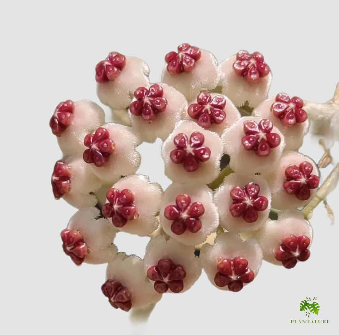 Hoya Carnosa Compacta Variegated