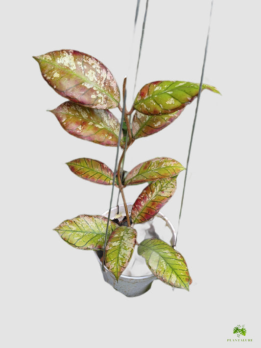 Hoya Ganung Gading Red Splash – pink and green variegated leaves with red splashes, grown in Canada by Plantalure