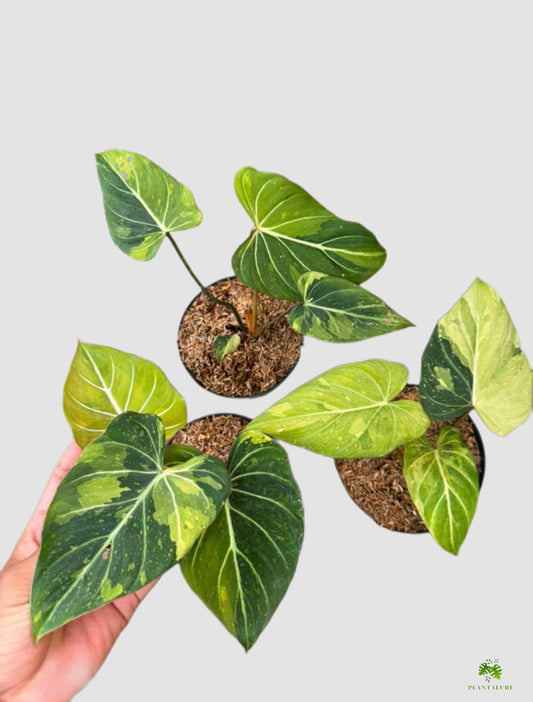 Philodendron Gloriosum Variegated – heart-shaped leaves with creamy yellow variegation and white veins, grown in Canada by Plantalure