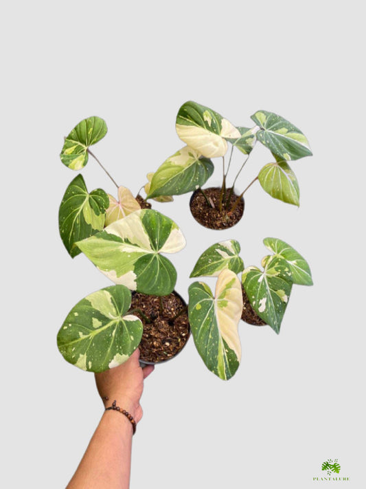 Philodendron Gloriosum Tricolor nursery pot – close-up of tricolor variegated foliage with cream and green tones, grown in Canada by Plantalure