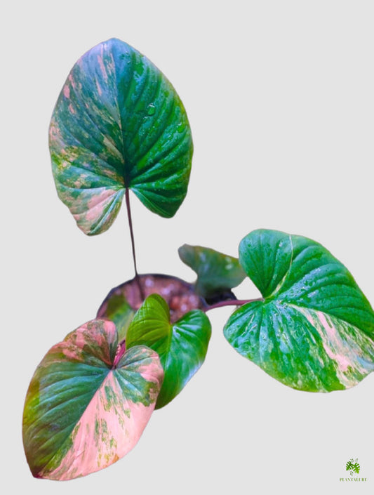 Homalomena Rubescens Pink – heart-shaped leaves with pink and green variegation, grown in Canada by Plantalure