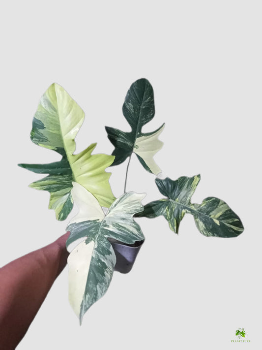 Philodendron Florida Beauty × Mayoi Variegated in 4" nursery pot – segmented tropical foliage, grown in Canada by Plantalure