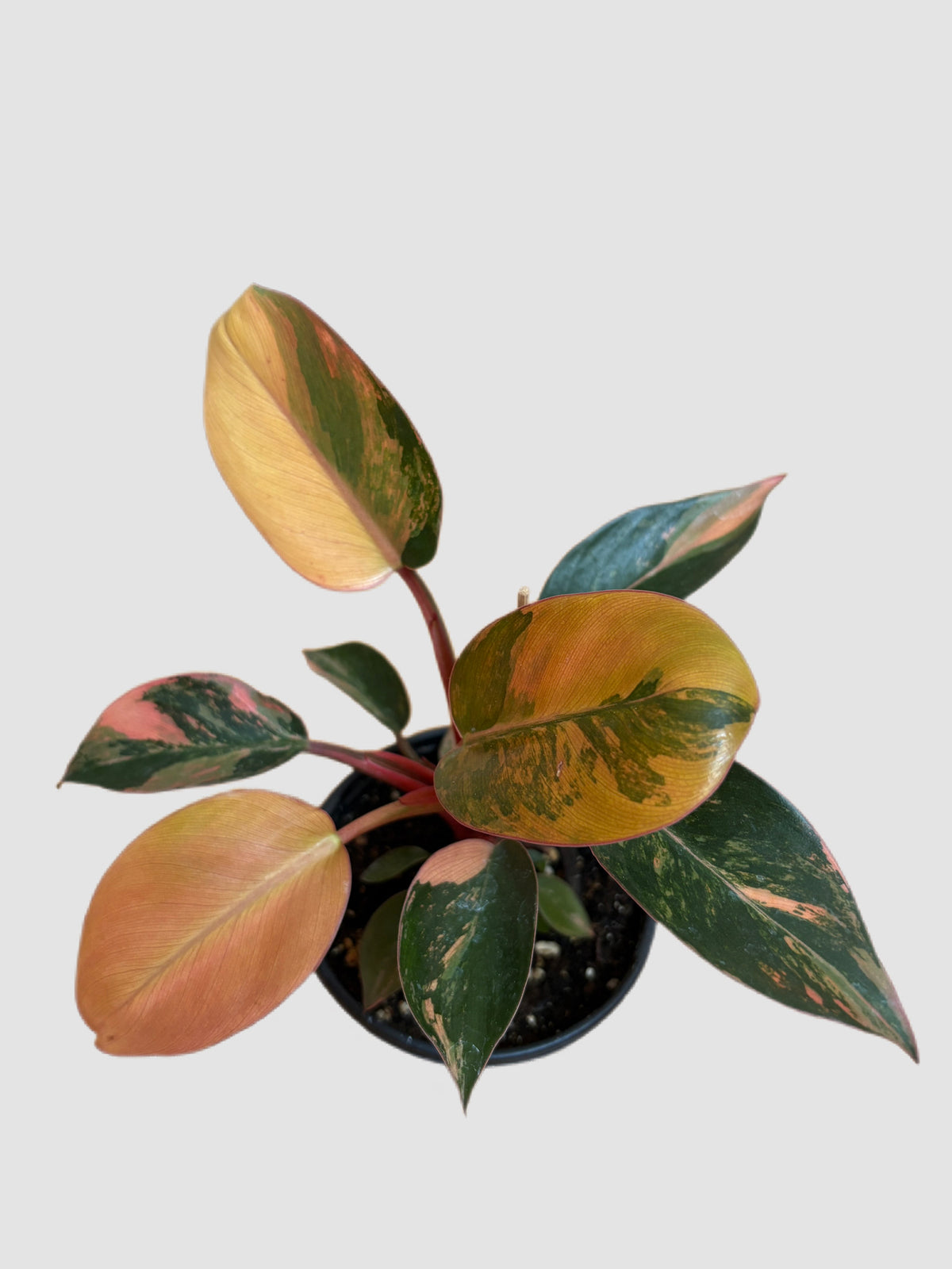 Philodendron Red Congo Variegated in 4" nursery pot – deep green and burgundy variegation, grown in Canada by Plantalure