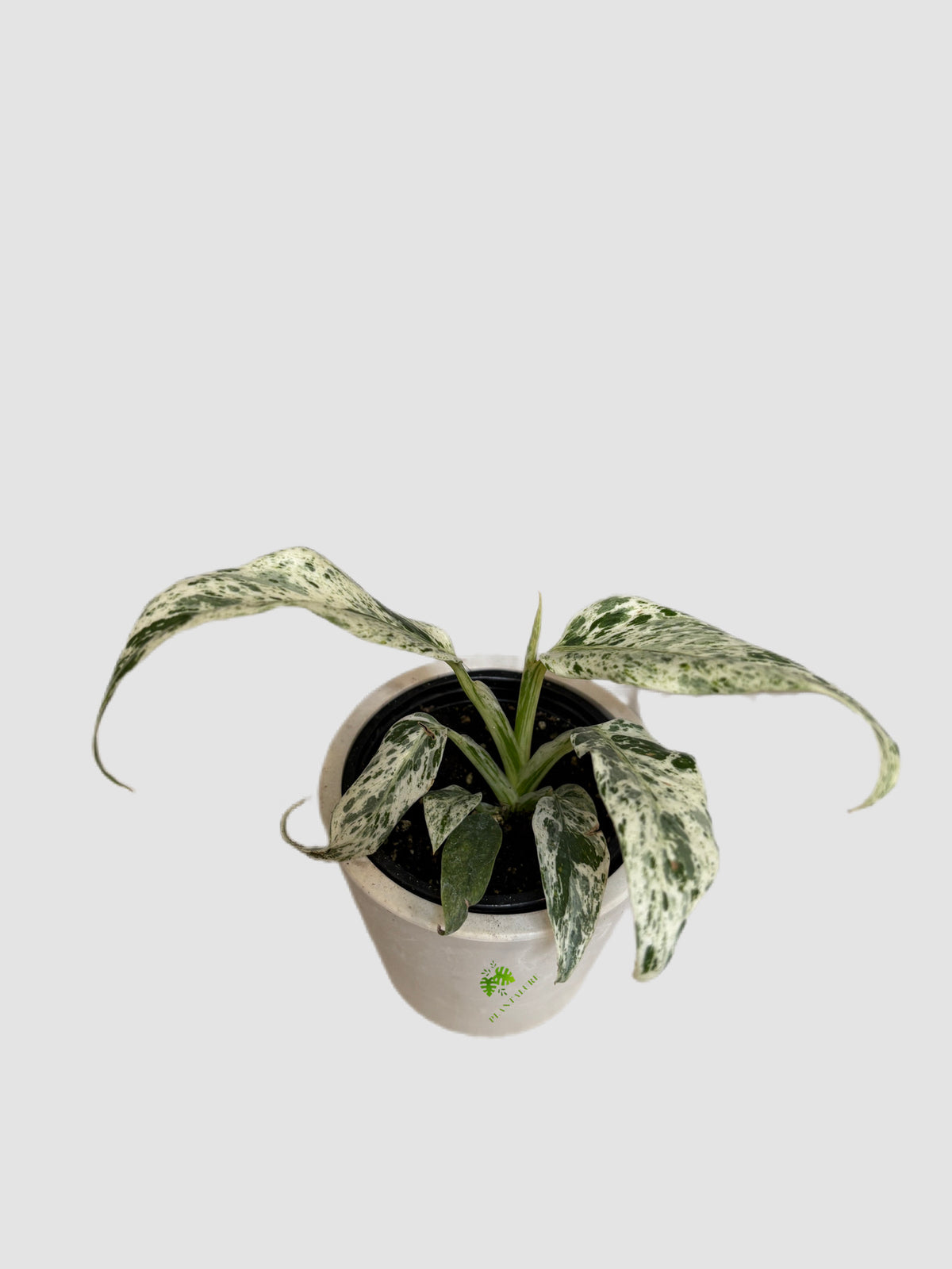 Rhaphidophora Tetrasperma Variegated