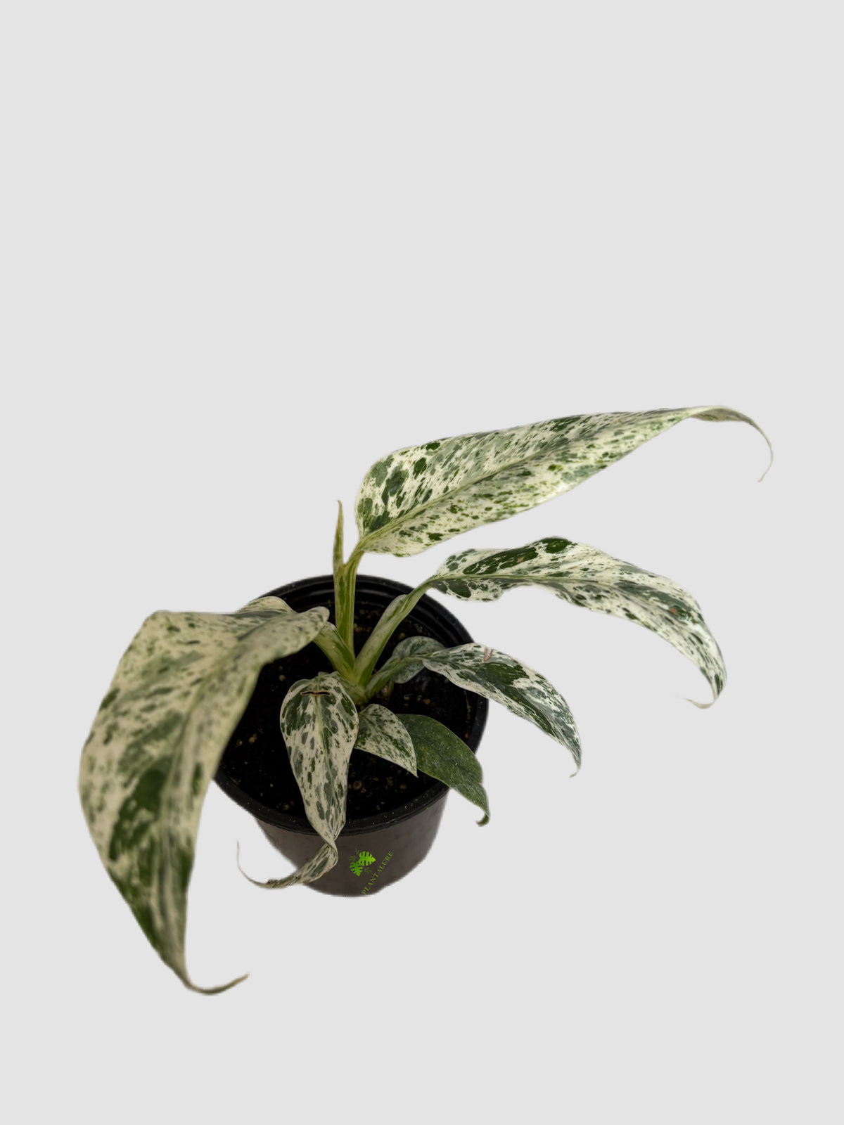 Rhaphidophora Tetrasperma Variegated