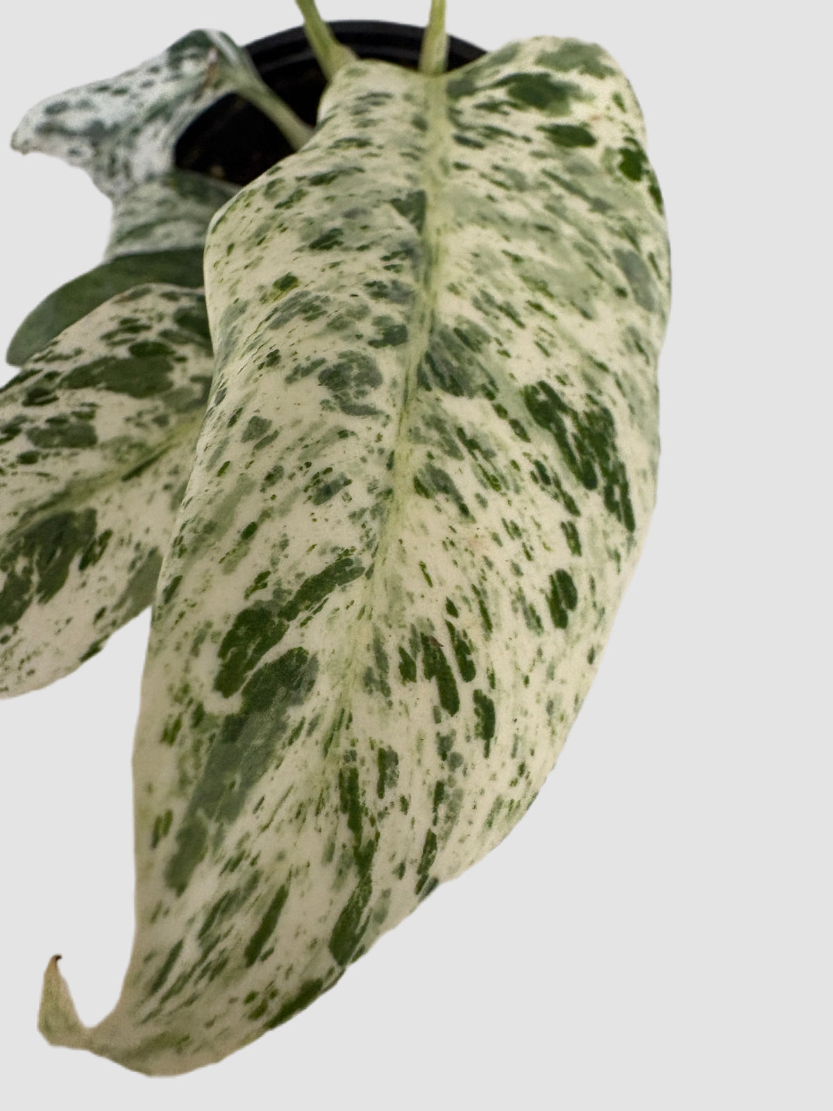 Rhaphidophora Tetrasperma Variegated
