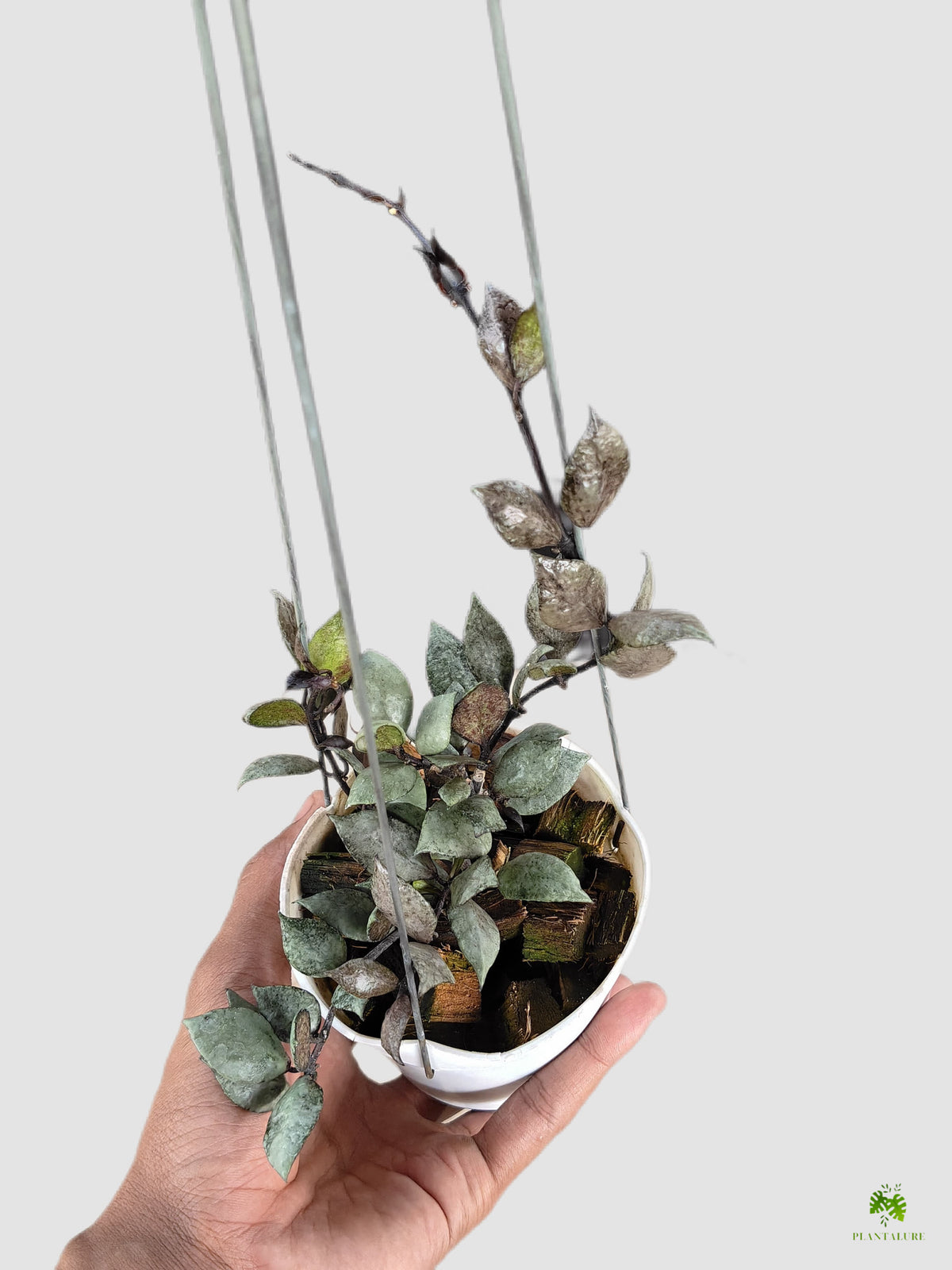 Hoya Lacunosa Violet
