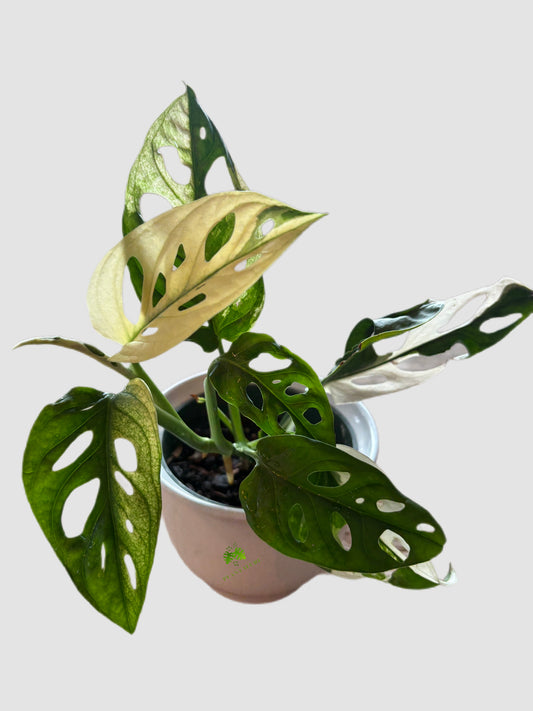 Monstera Adansonii Variegated in 4" ceramic pot – cream, pink, and green variegated fenestrated foliage, grown in Canada by Plantalure