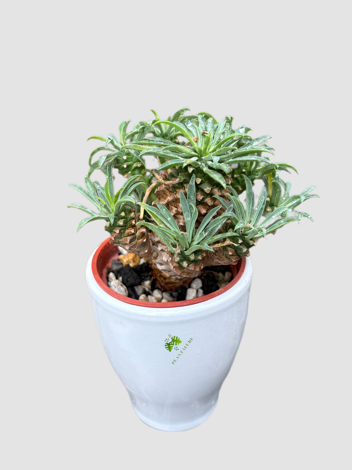 Euphorbia bupleurifolia × susannae – sculptural pinecone-like caudex, grown in Canada by Plantalure