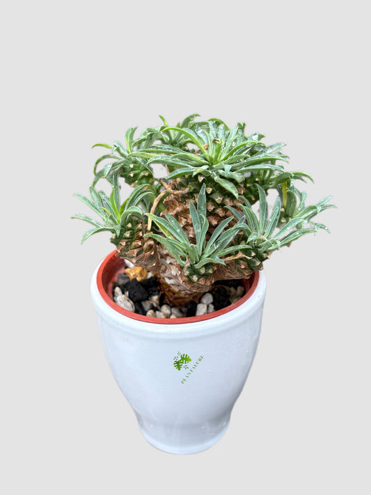 Euphorbia bupleurifolia × susannae – sculptural pinecone-like caudex, grown in Canada by Plantalure