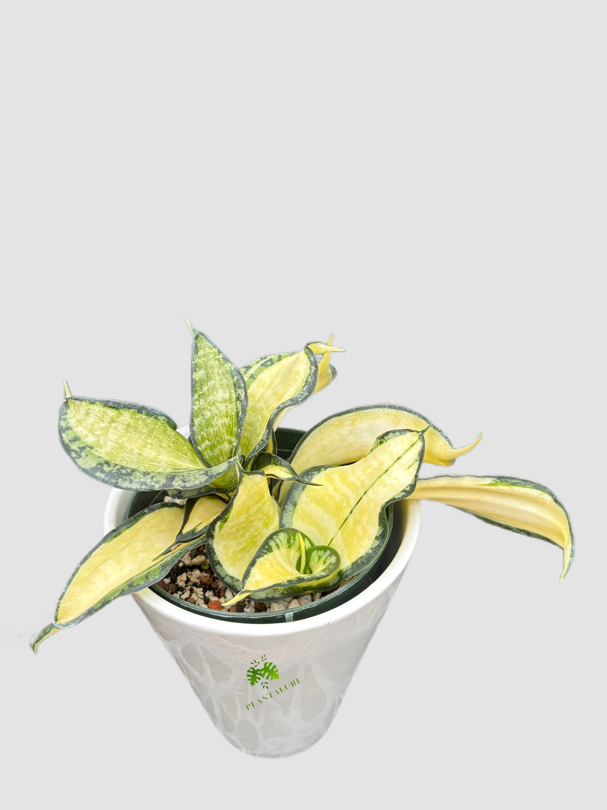 Sansevieria Sp. in ceramic pot – architectural upright foliage, grown in Canada by Plantalure