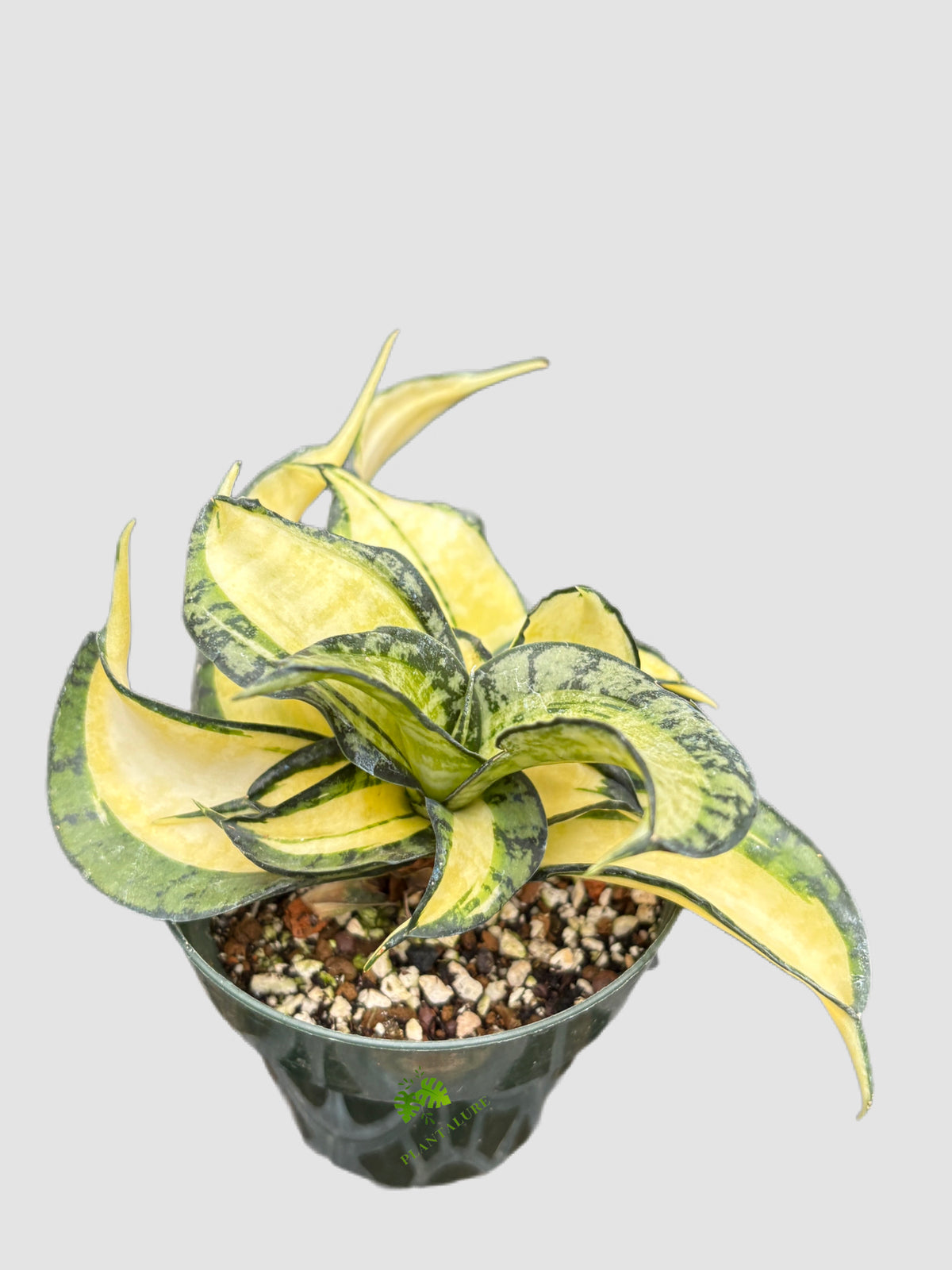 Sansevieria Sp. in 4-inch nursery pot – distinctive upright foliage, grown in Canada by Plantalure