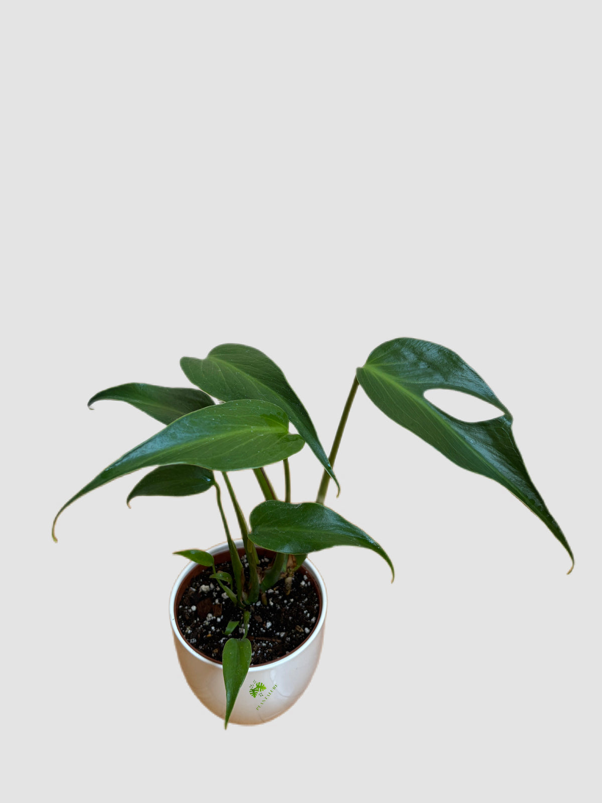 Monstera Burle Marx Flame 4" ceramic –  with unique form, grown in Canada by  Burle Marx Flame 5” ceramic –  with unique form, grown in Canada by Plantalure