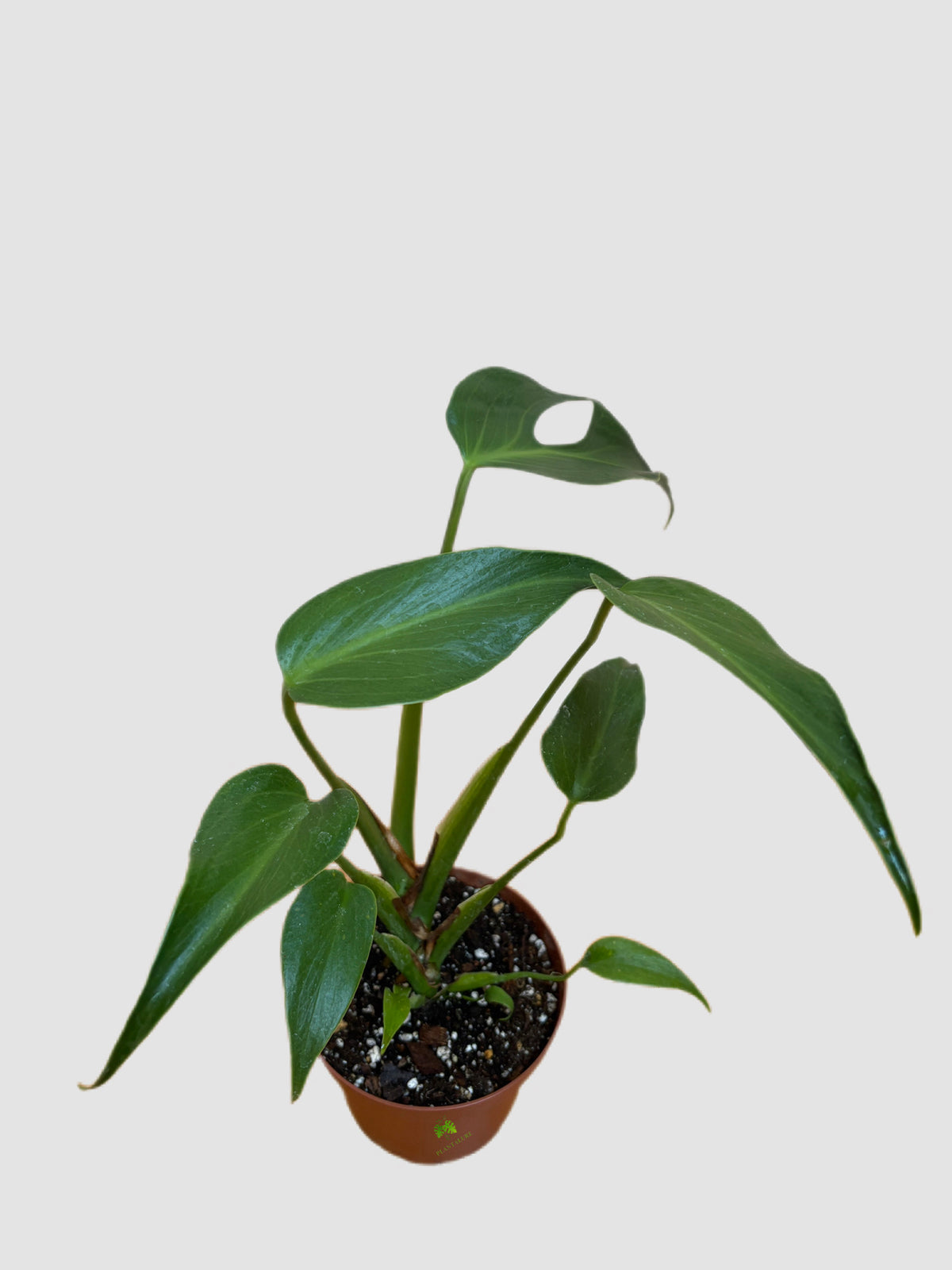 Monstera Burle Marx Flame  5” nursery pot – rare leaves with dramatic flame, grown in Canada by Plantalure