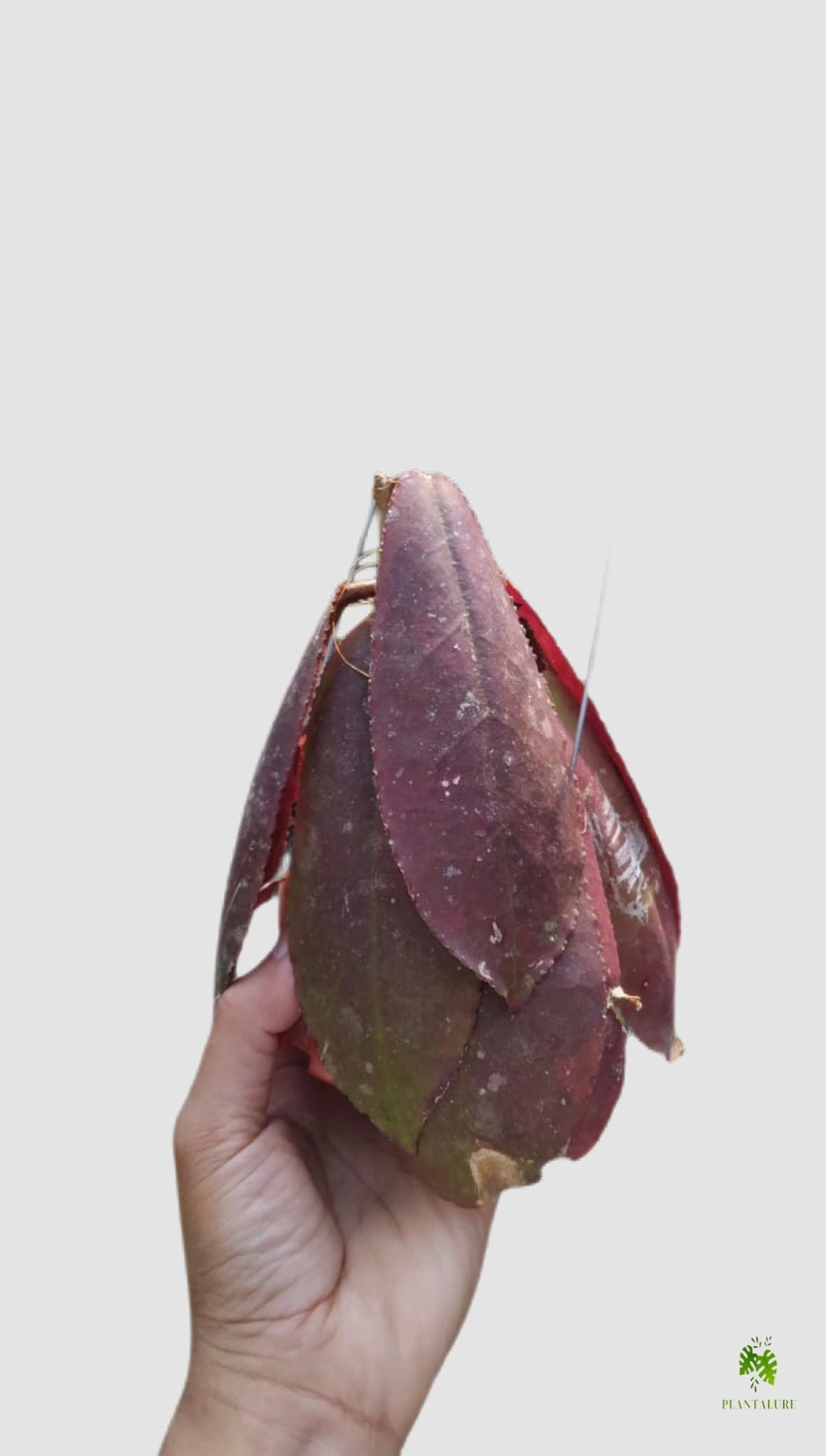Hoya Undulata Red
