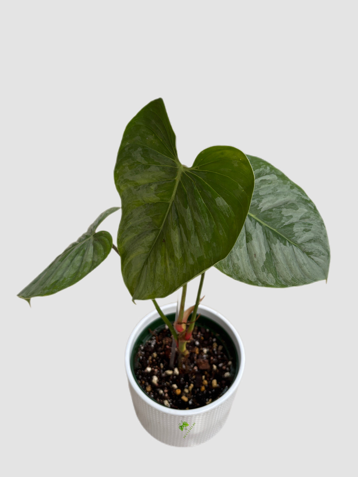 Philodendron Sodiroi