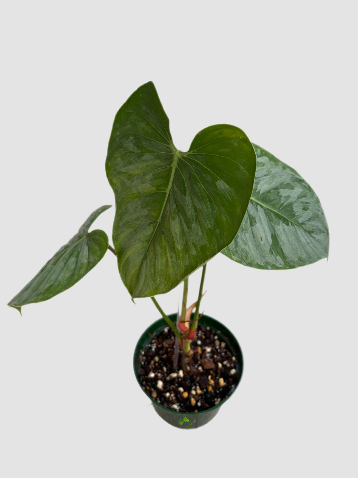 Philodendron Sodiroi