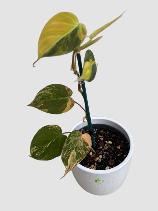  Philodendron Pink Micans Variegated in ceramic pot – pink-variegated foliage, grown in Canada by Plantalure