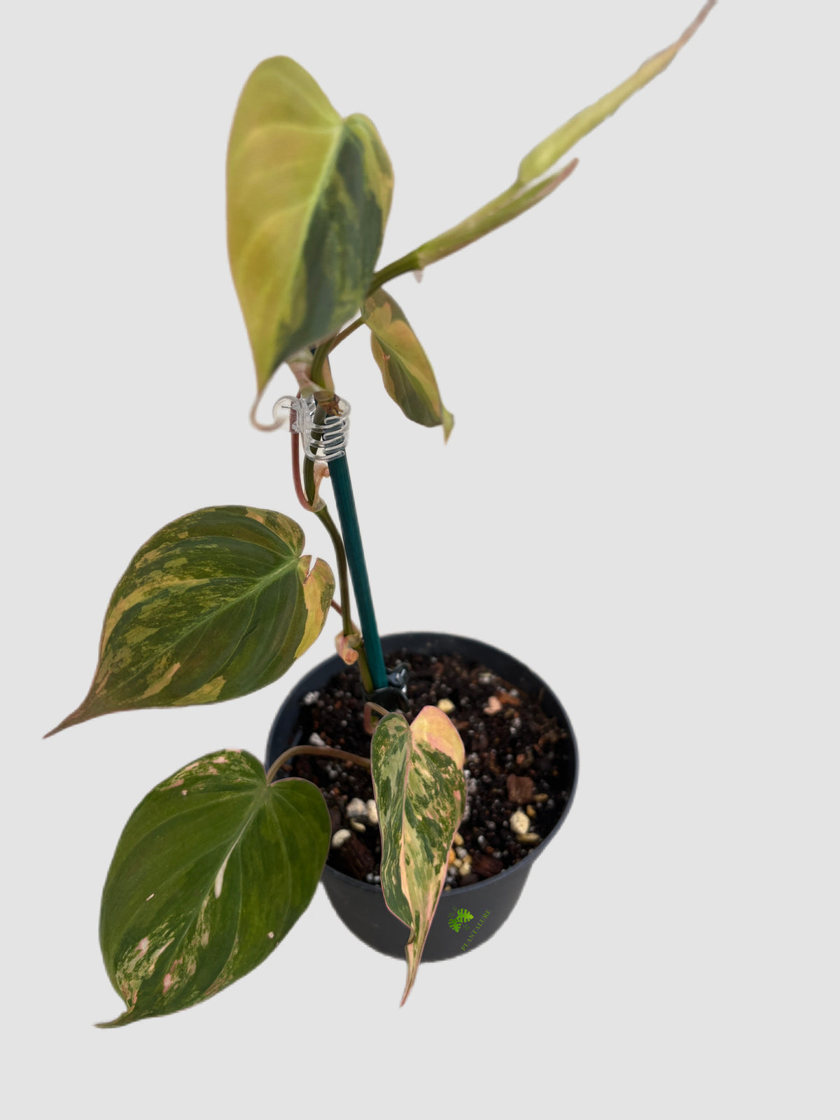 Philodendron Pink Micans Variegated in 4″ nursery pot – pink-variegated leaves, grown in Canada by Plantalure