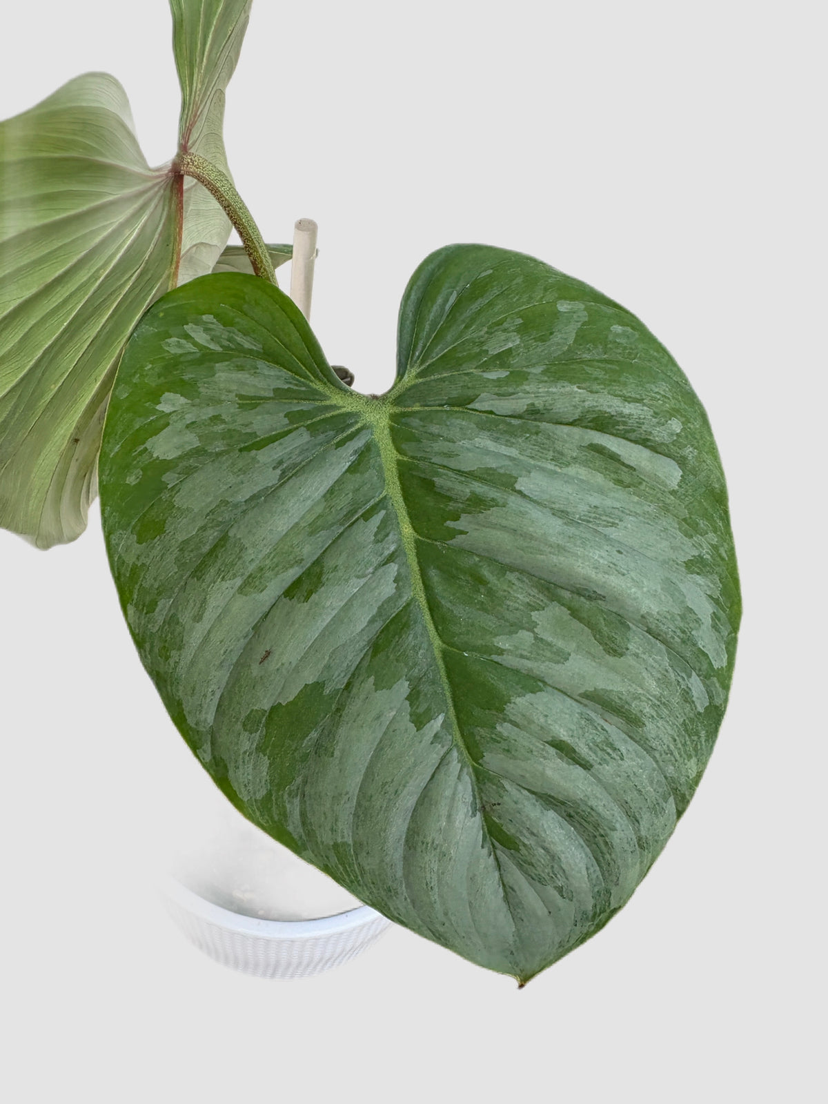 Philodendron Sodiroi