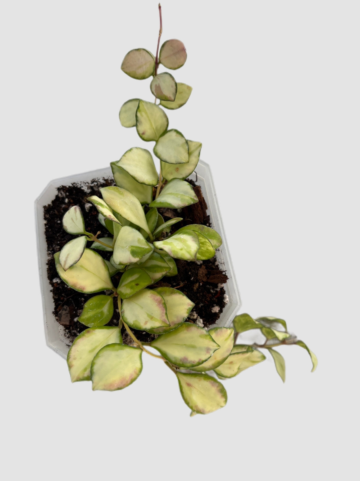 Hoya Heuschkeliana Variegated hanging plant with yellow-green variegated leaves, acclimated by Plantalure