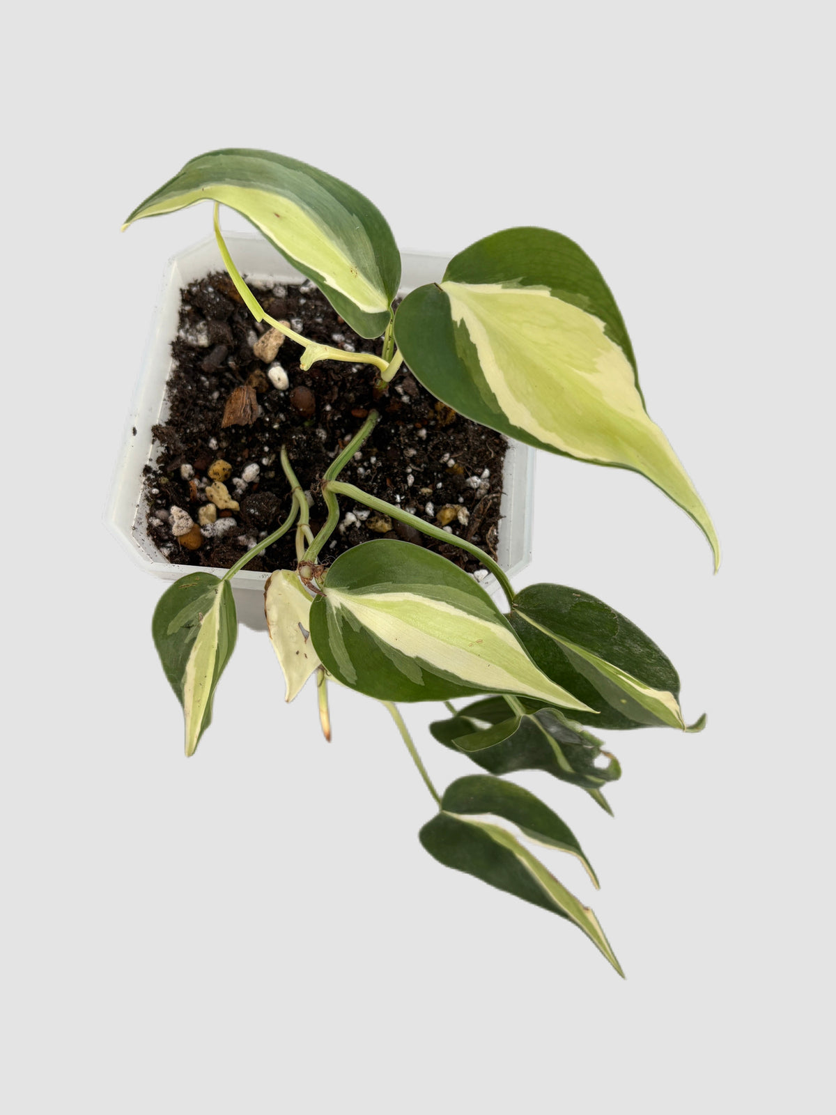 Philodendron Gabby