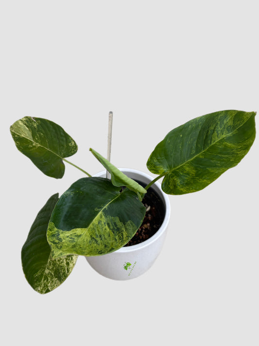  Homalomena sp. Variegated in ceramic pot – variegated foliage, grown in Canada by Plantalure