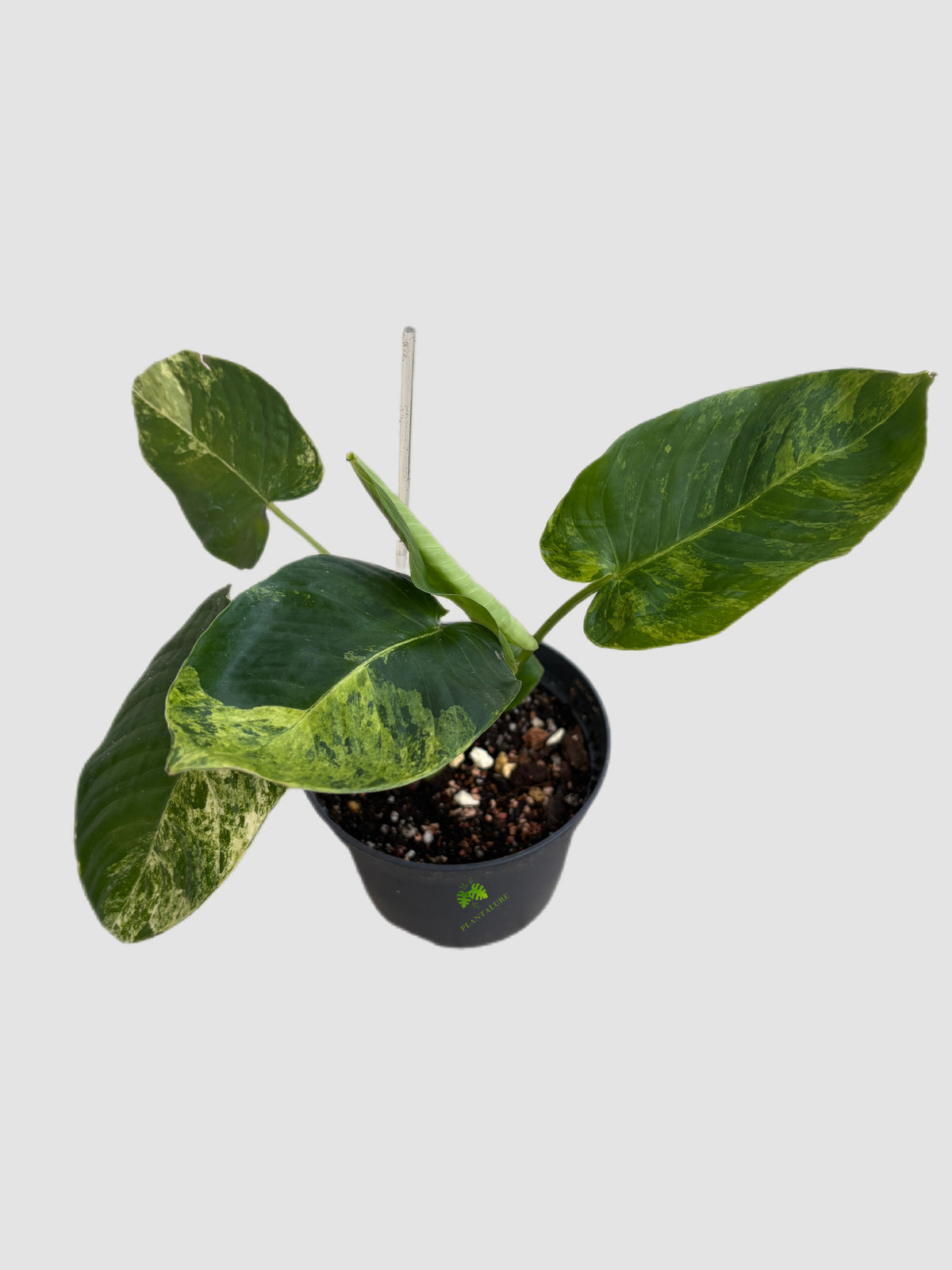 Homalomena sp. Variegated in 4″ nursery pot – patterned leaves, grown in Canada by Plantalure