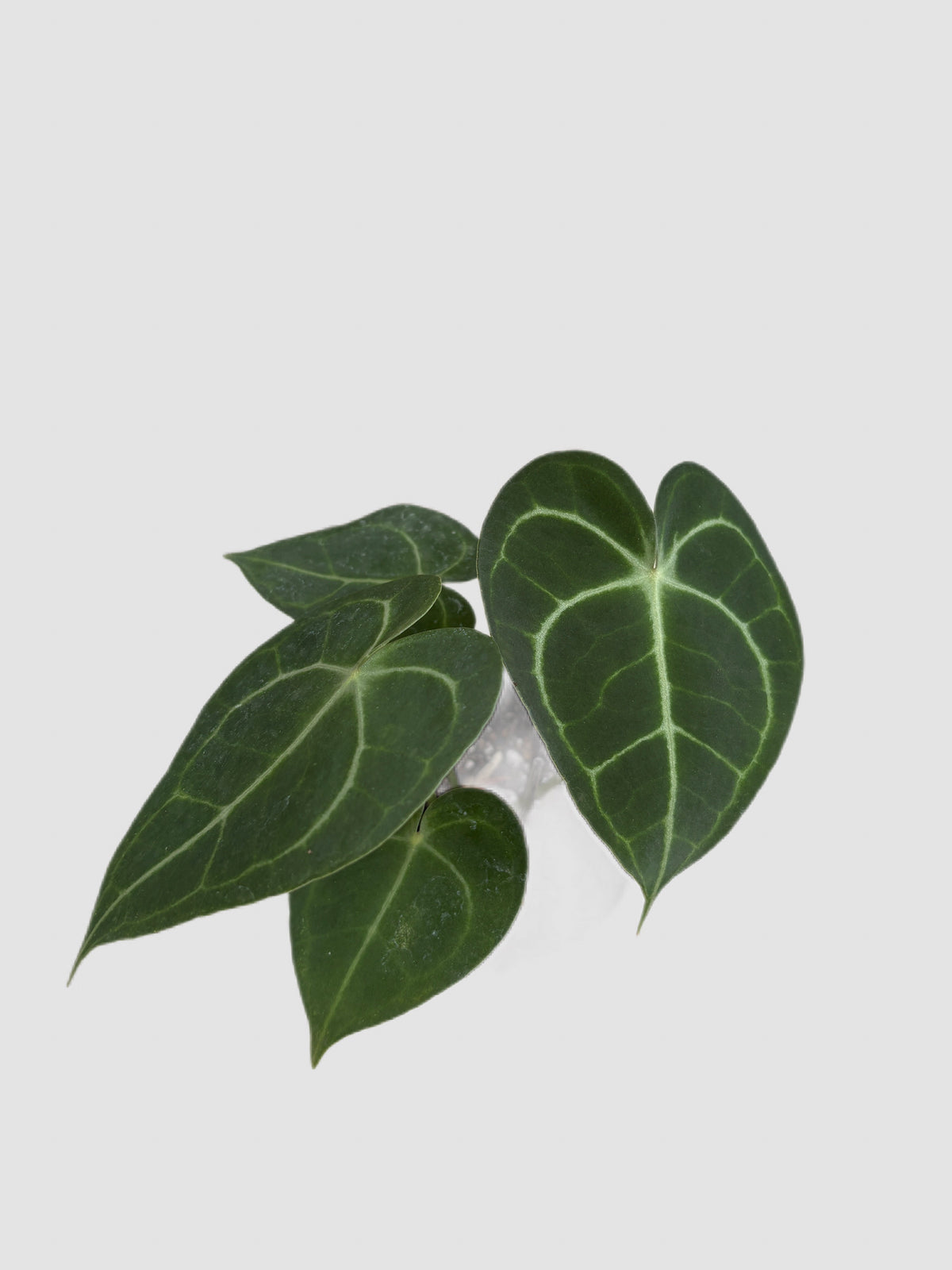 nthurium Sweet Love in ceramic pot – full plant view, grown in Canada by Plantalure