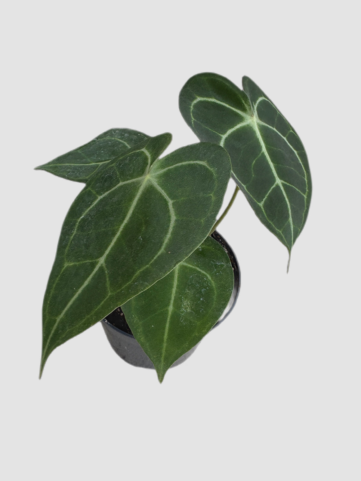 Anthurium Sweet Love in 4″ nursery pot – close-up of foliage, grown in Canada by Plantalure