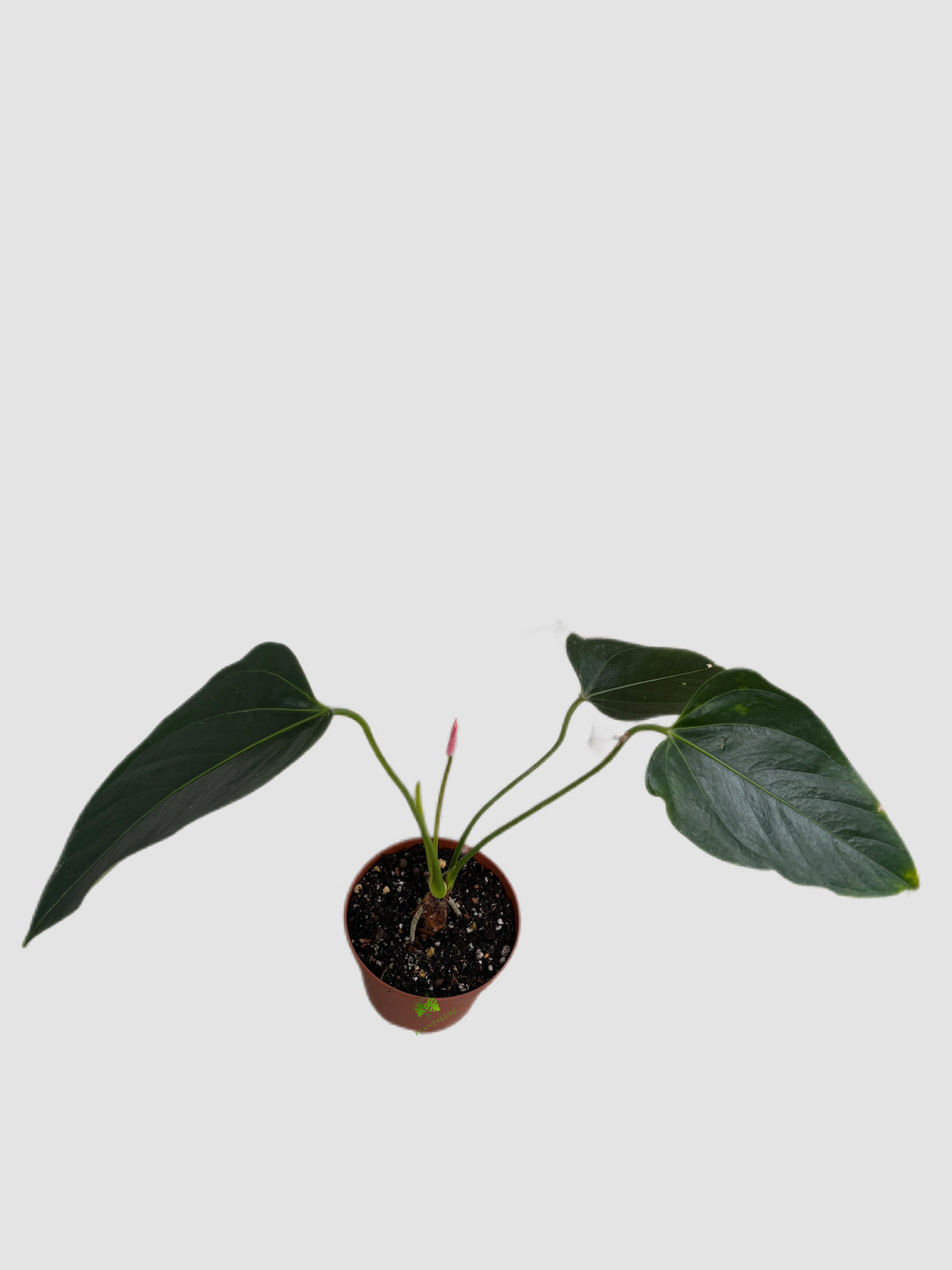 Anthurium Andreanum Safari 4" Nursery pot with red blooms and glossy green leaves, grown in Canada by Plantalure