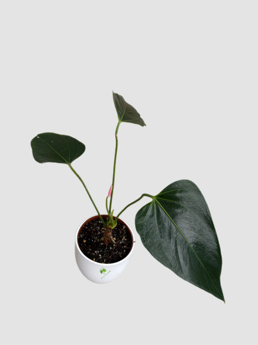 Anthurium Andreanum Safari with red blooms and glossy green leaves, grown in Canada by Plantalure