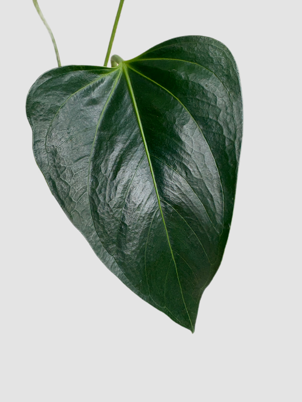 Anthurium Andreanum Safari close-up – leaf grown in Canada by Plantalure