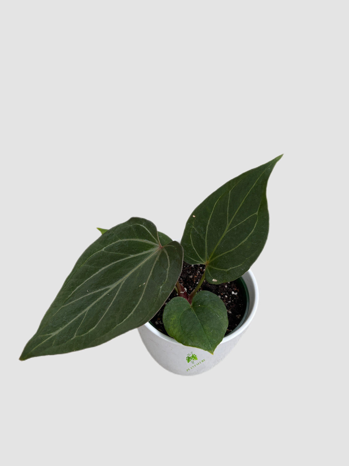 Anthurium King of Spades in 4-inch Ceramic pot, grown in Canada by Plantalure