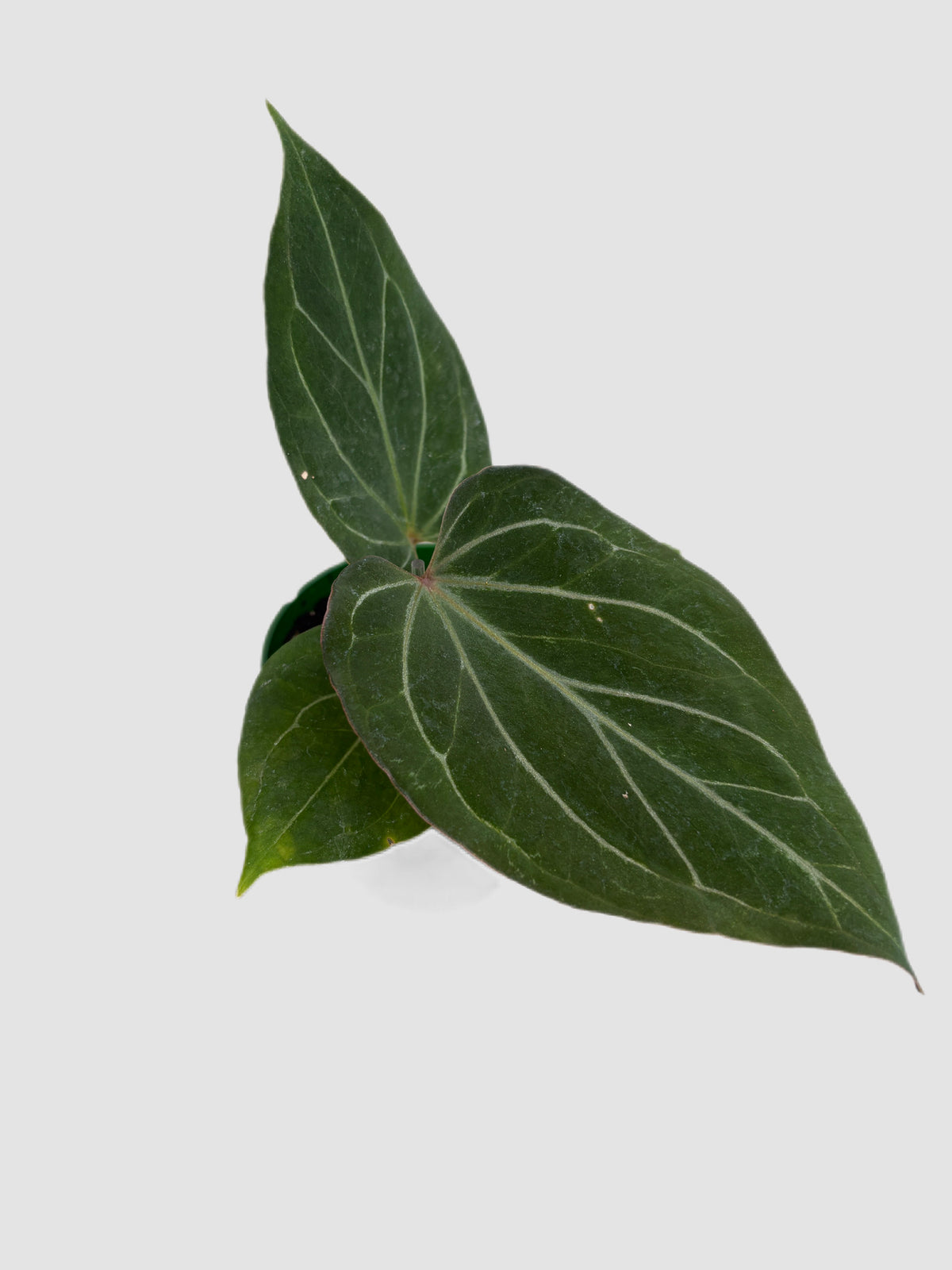 Anthurium King of Spades in 4-inch nursery pot, grown in Canada by Plantalure