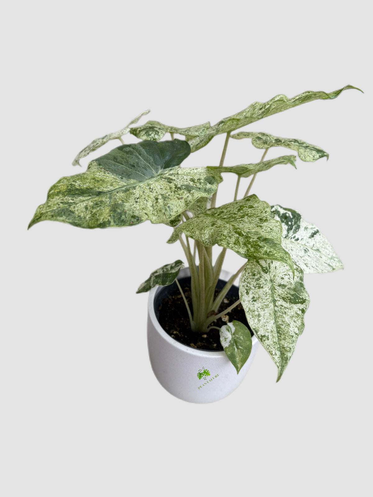 Alocasia Odora Batik