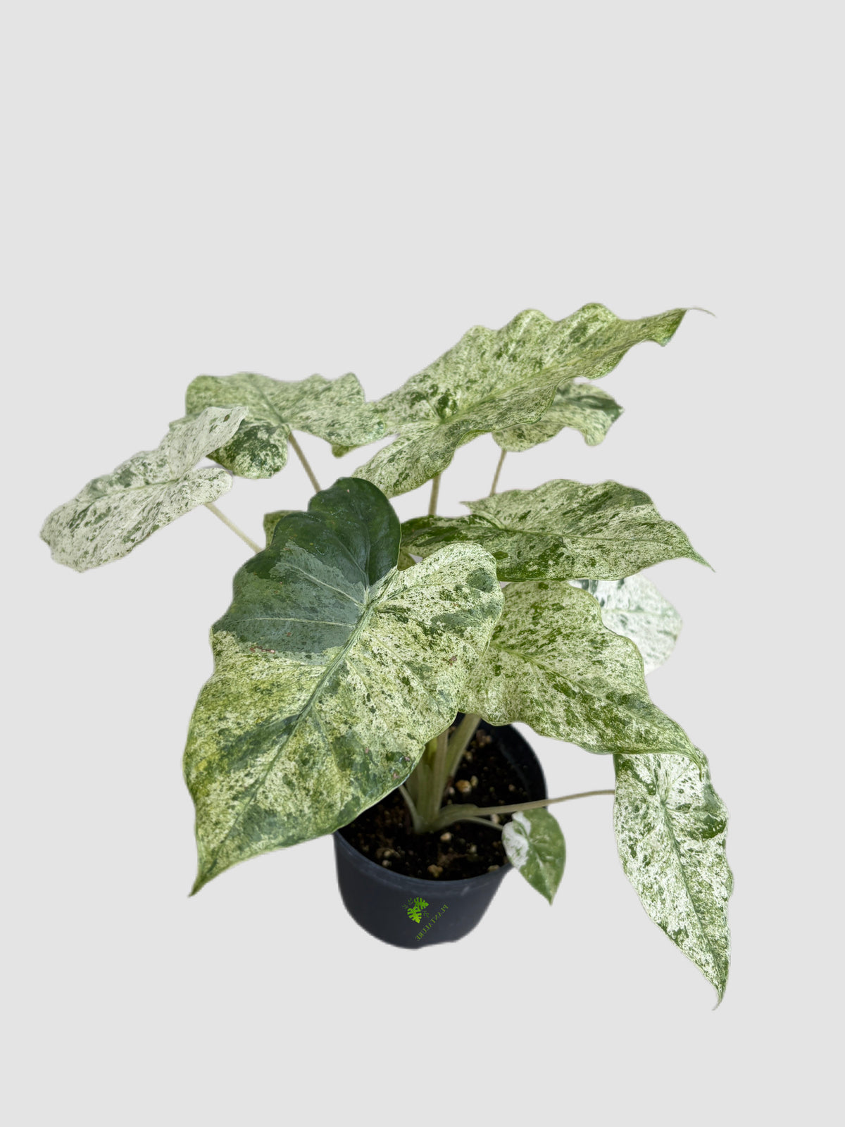 Alocasia Odora Batik