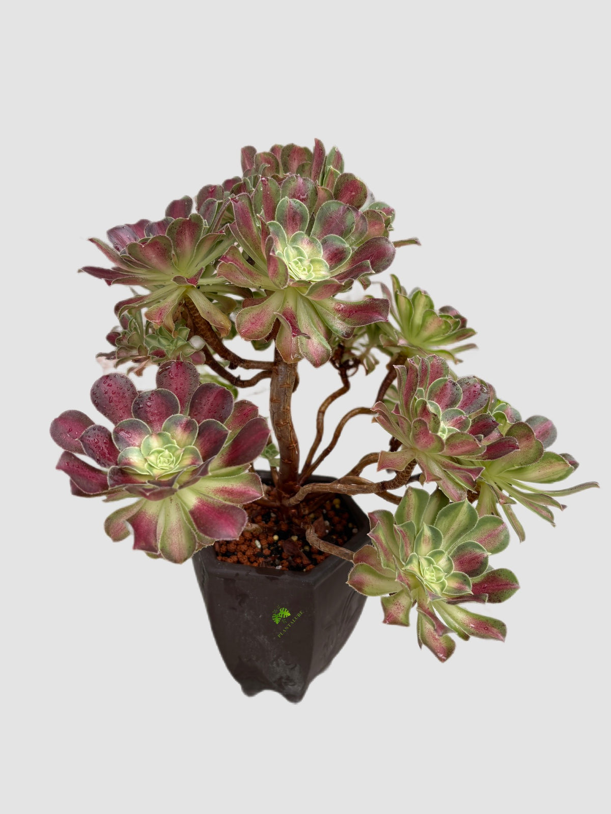 Aeonium Mardi Gras Variegated Tree