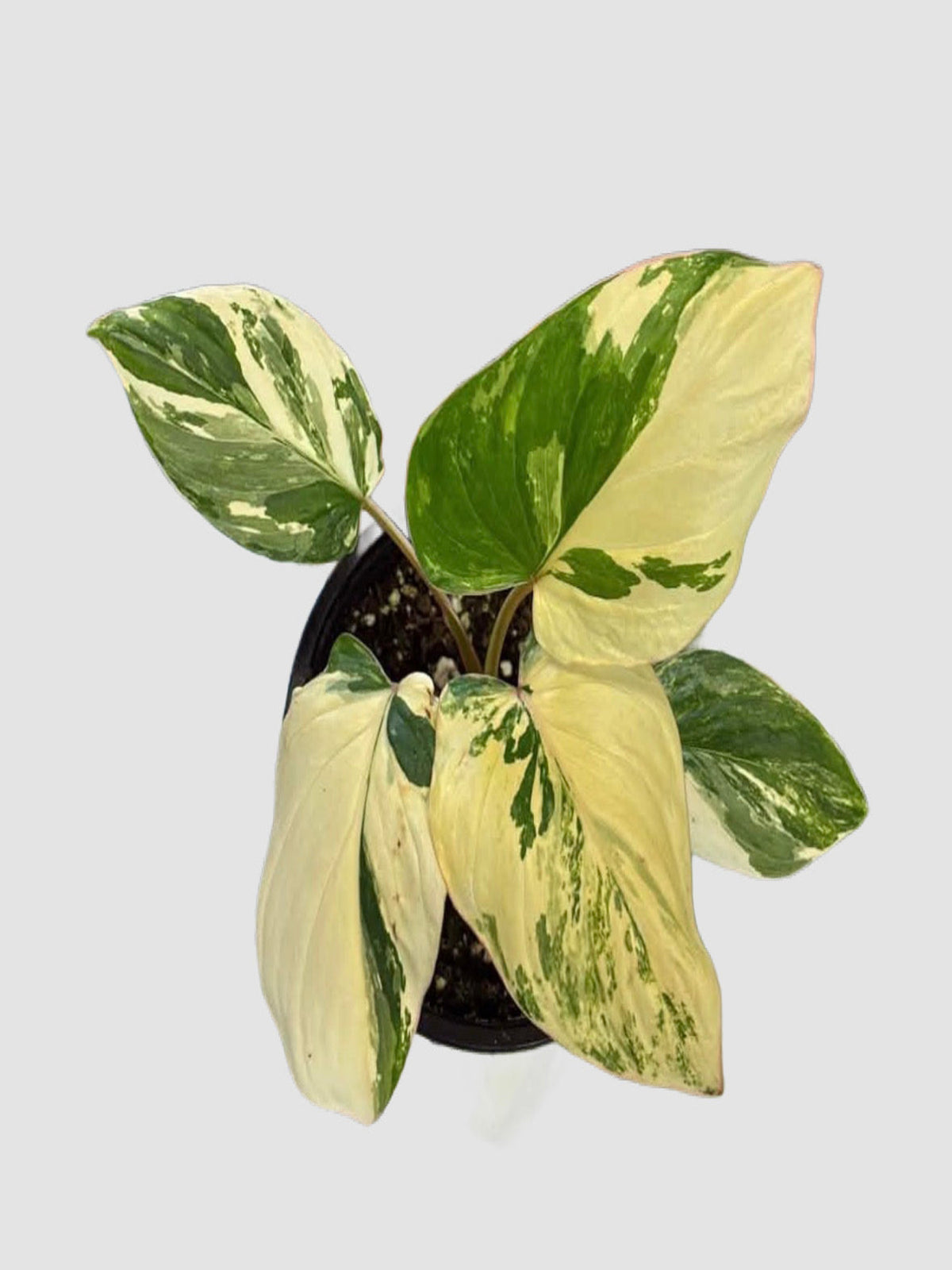 Homalomena Rubescens Variegata Yellow in nursery pot – green leaves with yellow variegation, grown in Canada by Plantalure⠋

