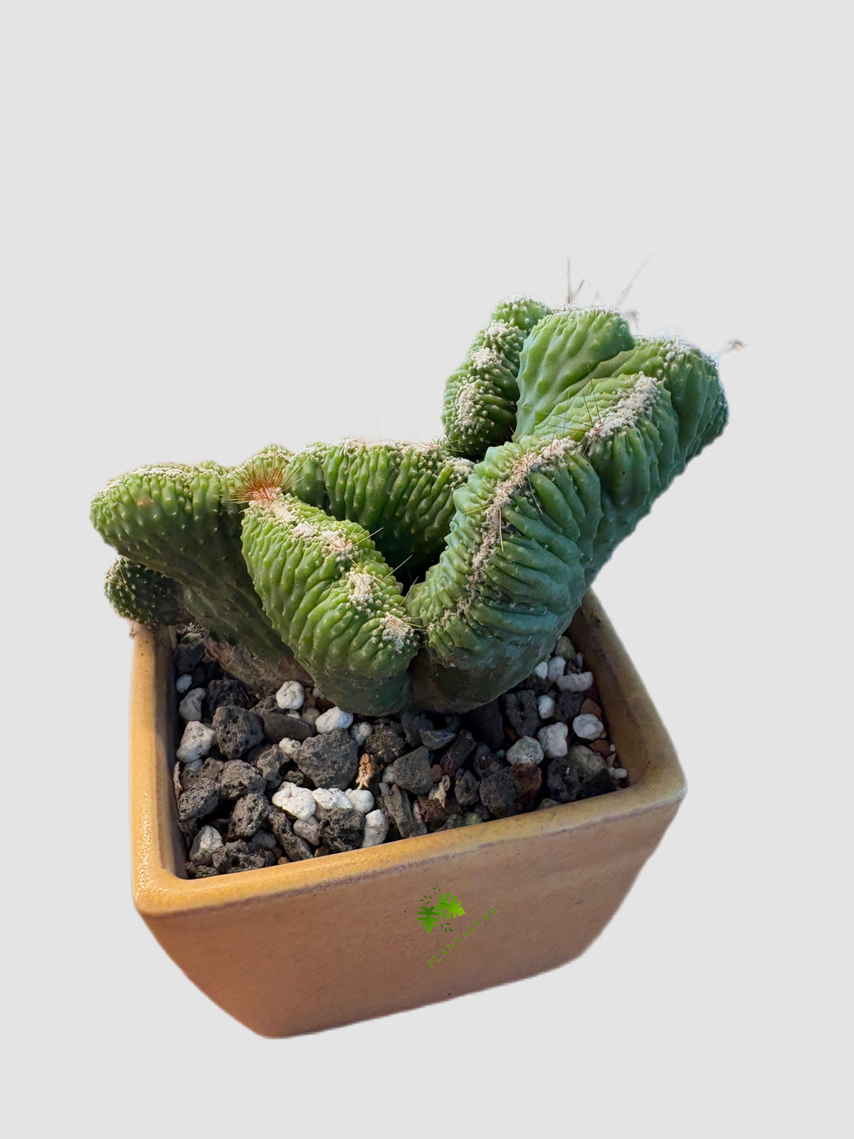 monstrose cactus