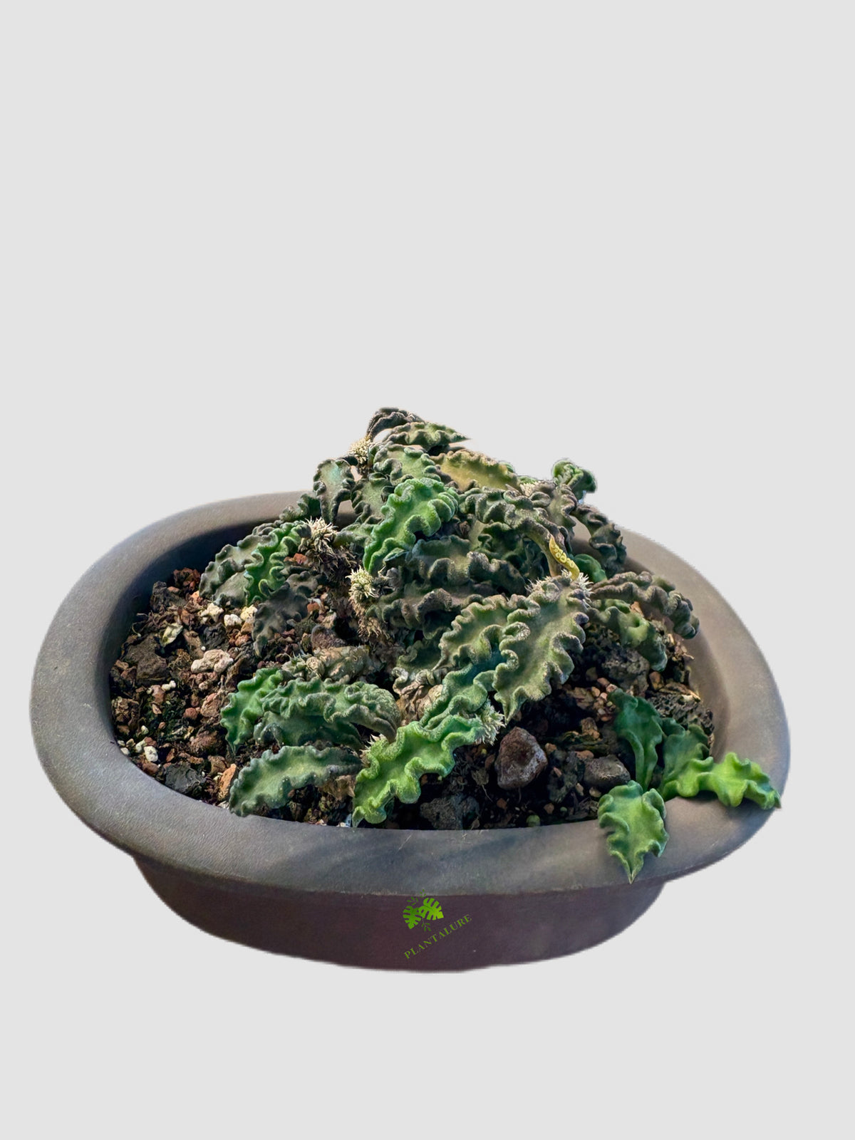 Euphorbia Decaryi in ceramic pot – full plant view, grown in Canada by Plantalure