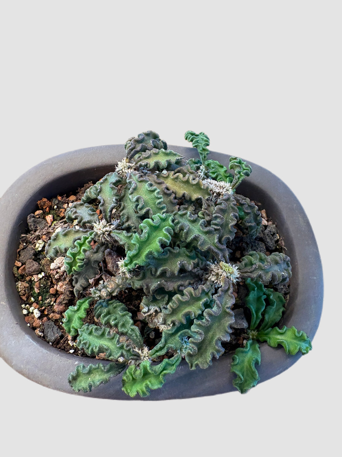 Euphorbia Decaryi in ceramic pot – top view, grown in Canada by Plantalure⠋

