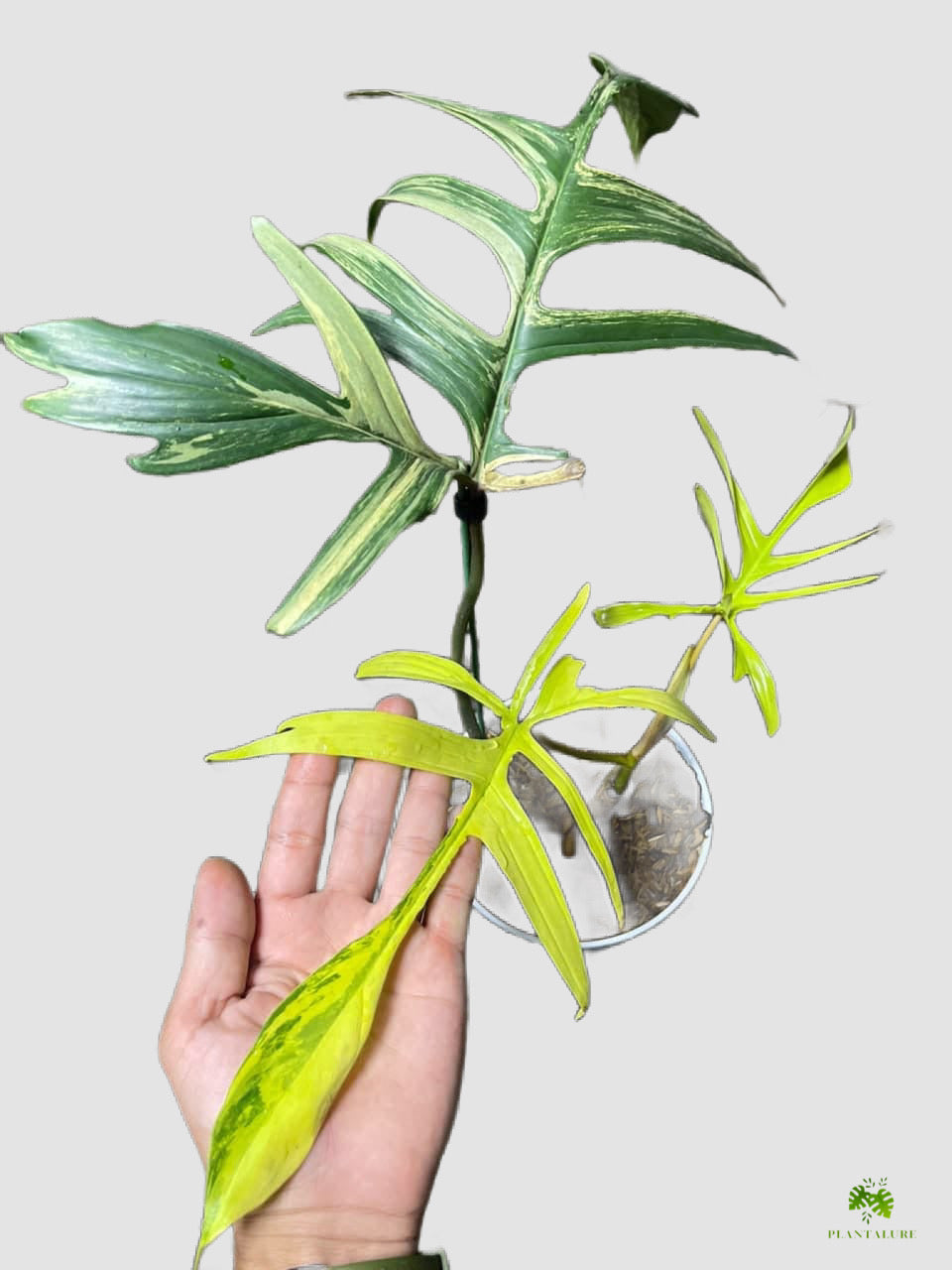 Philodendron Polypoidiodes x Florida Beauty Variegated