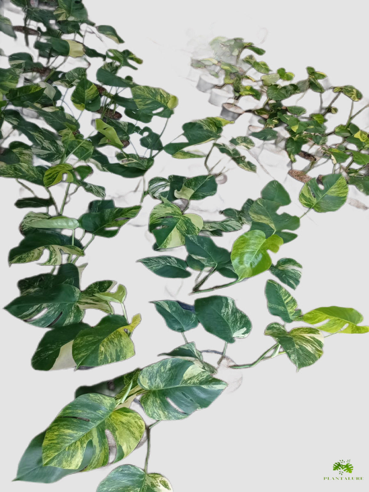 Philodendron Aurea Yellow Variegated – trailing stems with green and golden-yellow marbled leaves, by Plantalure