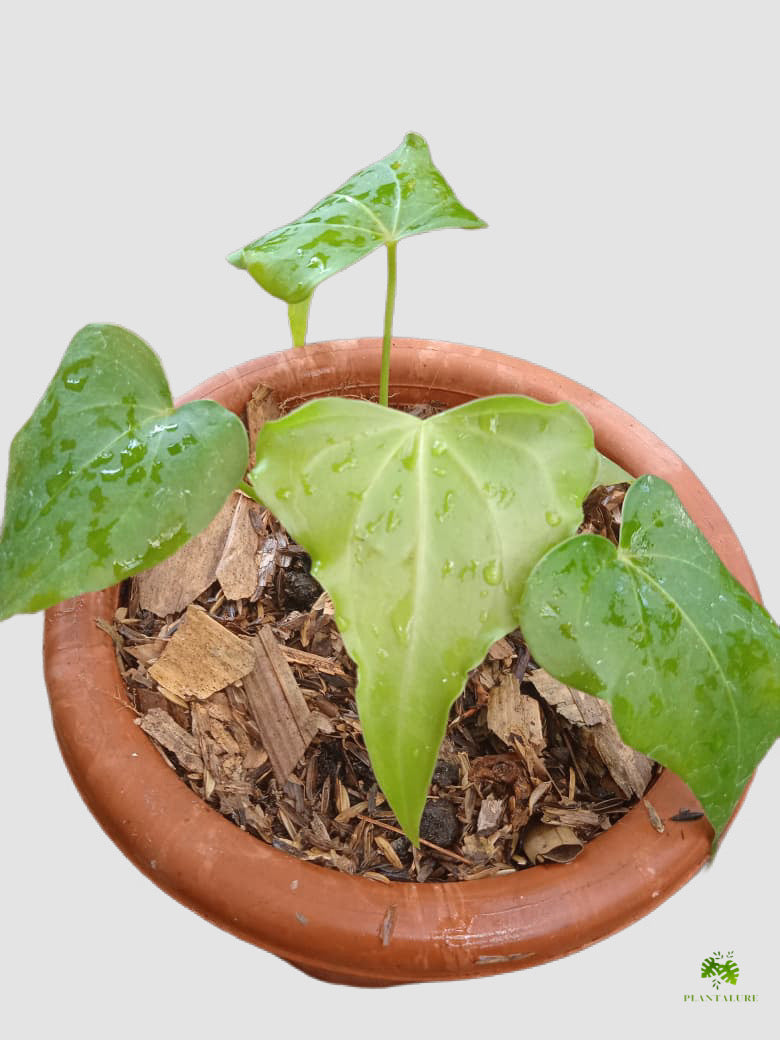 Anthurium Delta Force