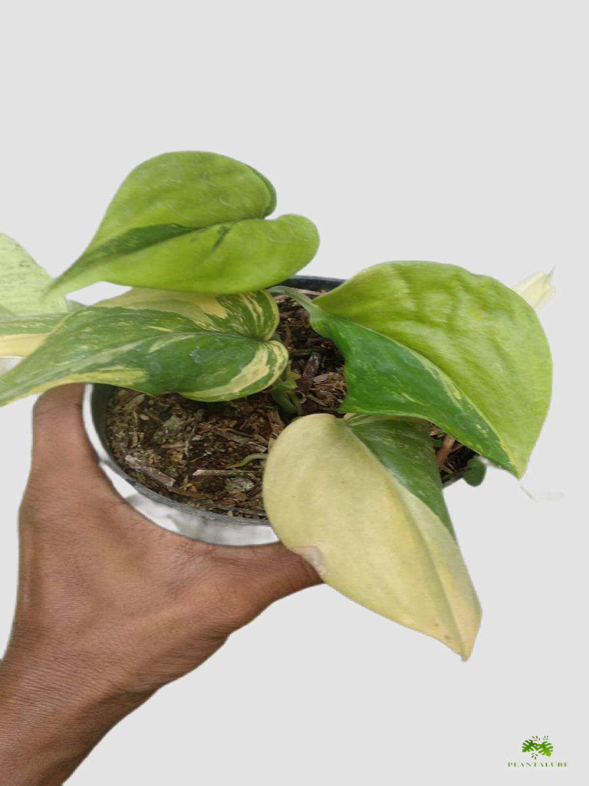Scindapsus Rubicon Variegated in nursery pot – heart-shaped leaves with green and creamy-yellow variegation, by Plantalure