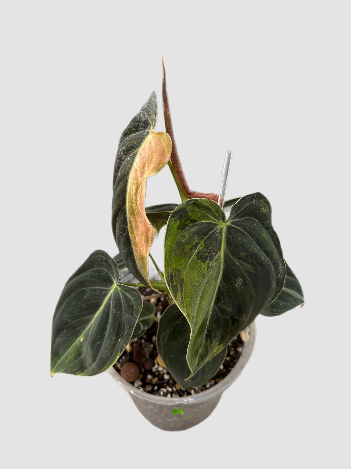 Philodendron Melanochrysum Variegated 6" nursery pot – velvety leaves with cream variegation, grown in Canada by Plantalure