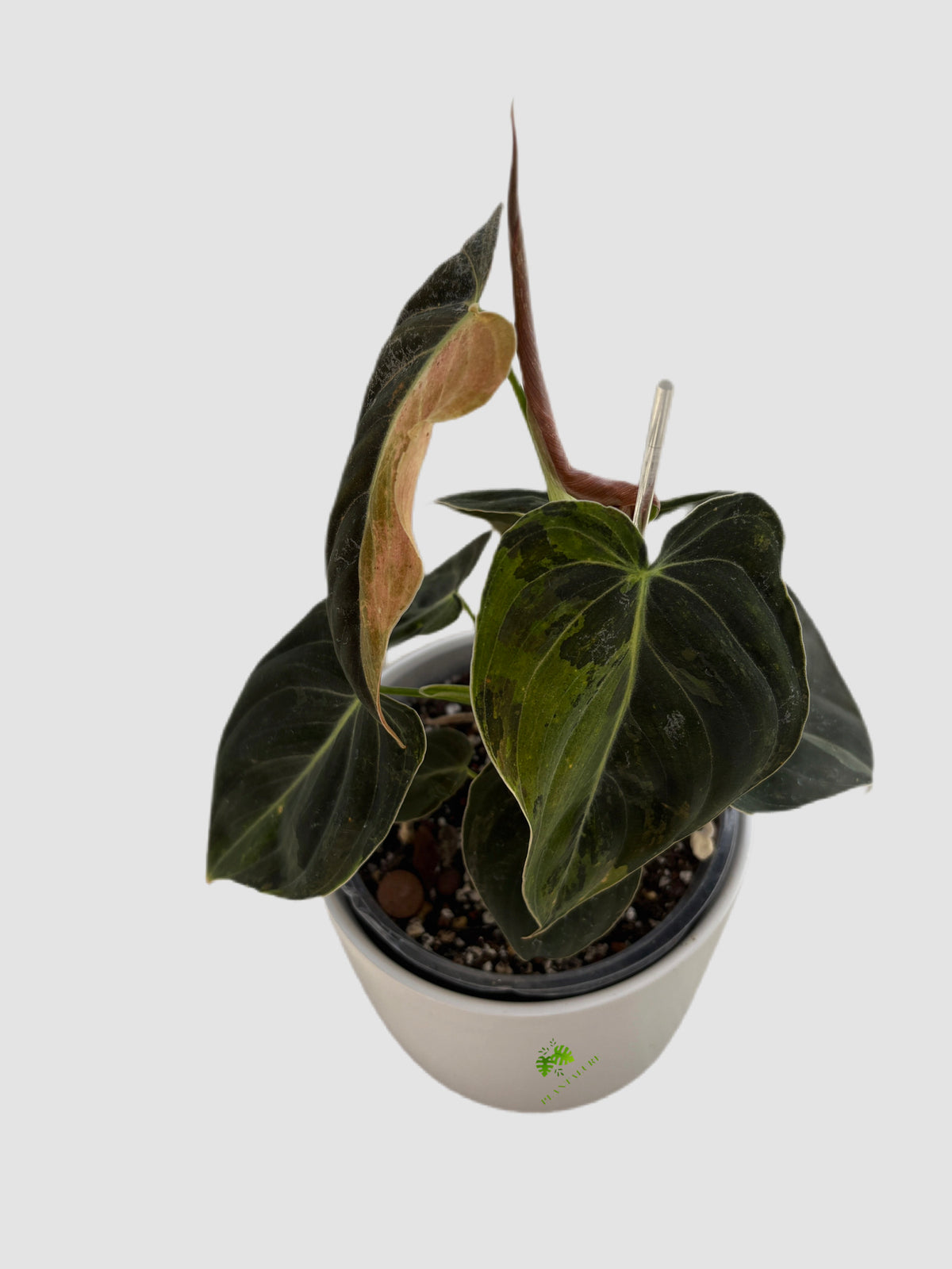Philodendron Melanochrysum Variegated 6" ceramic pot – marbled variegated foliage, grown in Canada by Plantalure