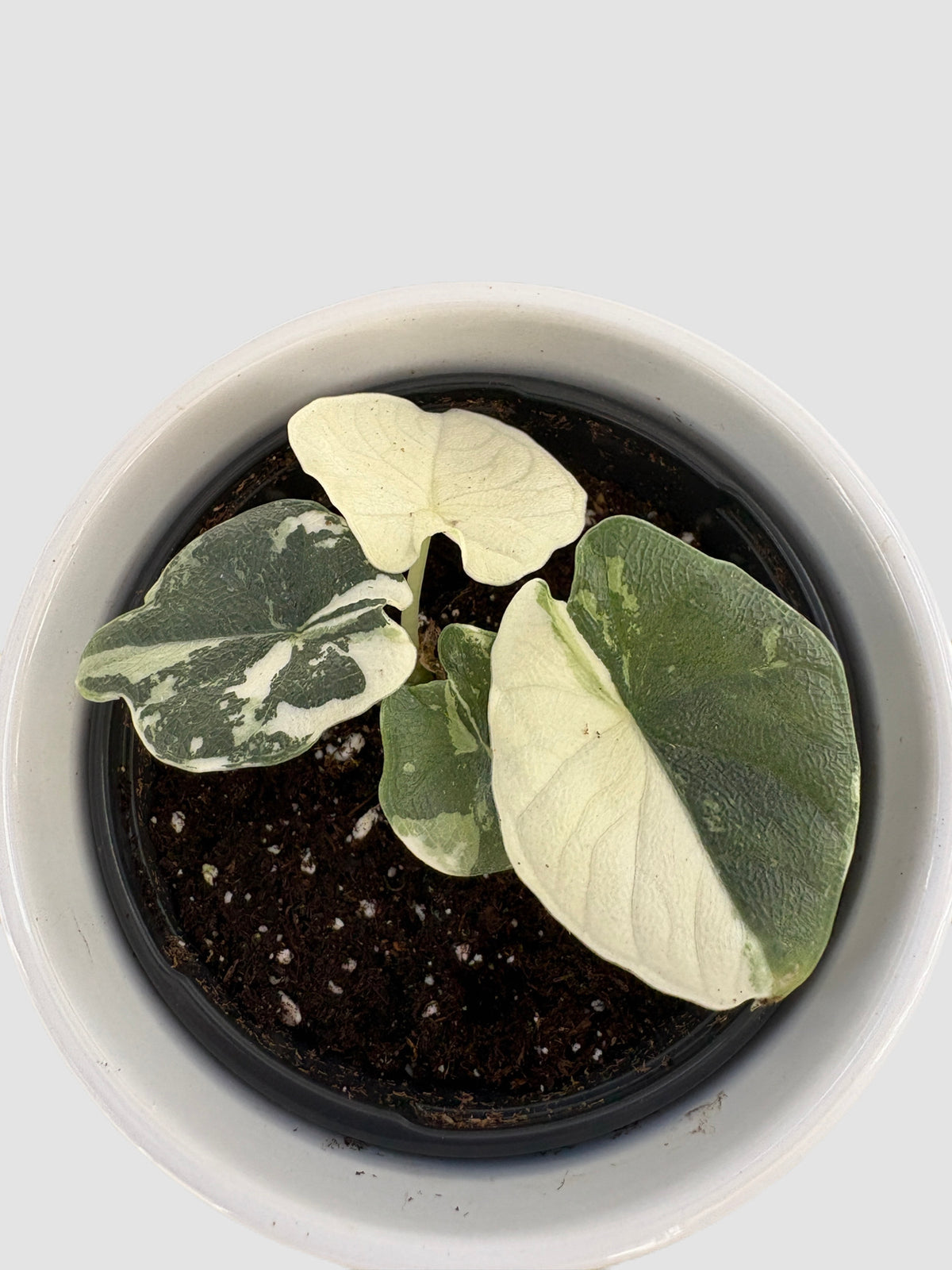 Alocasia Melo Albo Variegated close-up – textured green leaves with creamy-white sectors and marbling, by Plantalure